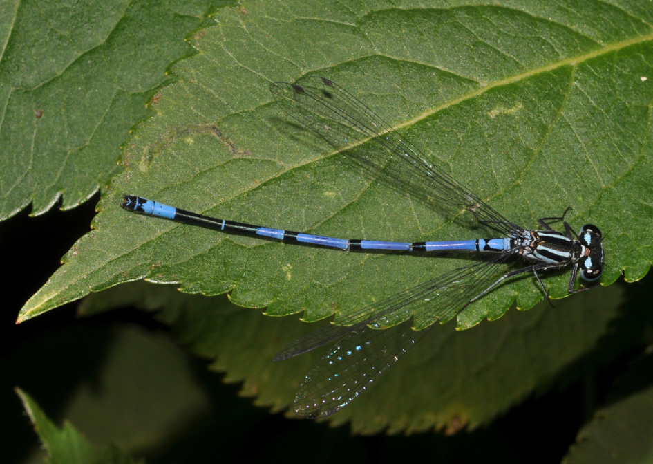 Coenagrion puella? - S