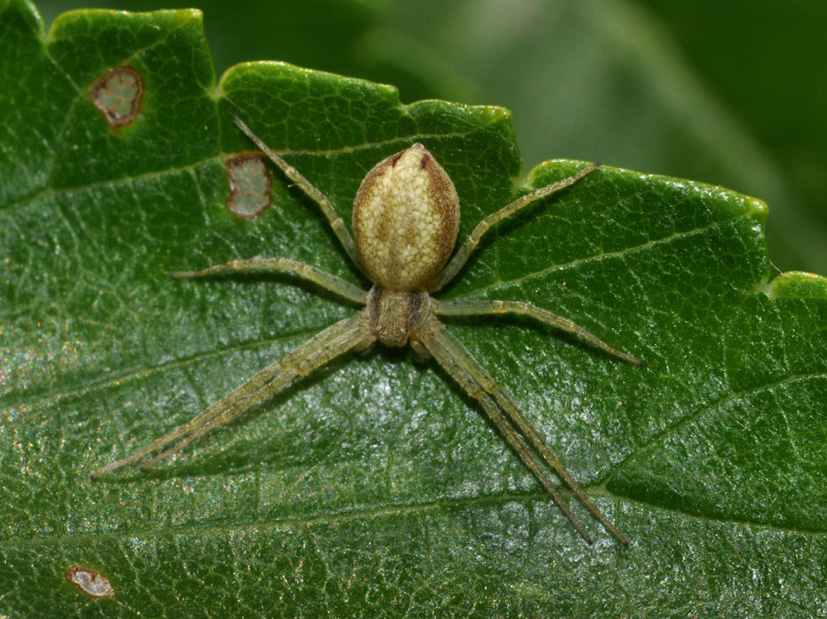 Philodromus sp.