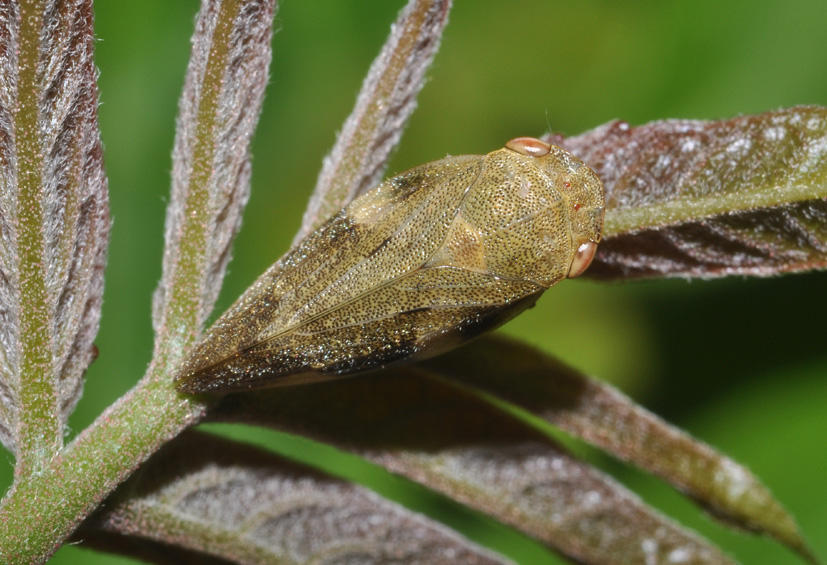 Aphrophora alni