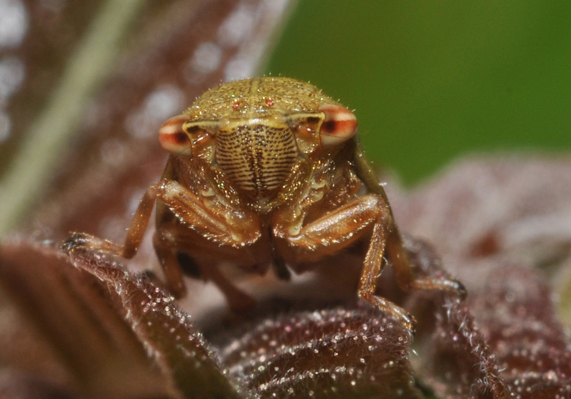 Aphrophora alni