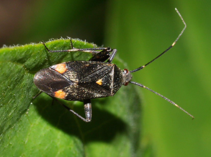 Miridae: Closterotomus cinctipes della Toscana (AR)