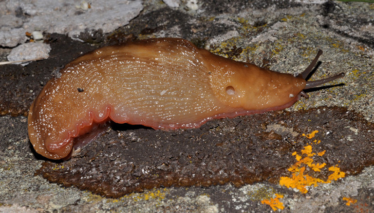 Limax del corsicus-gruppo da Cavriglia (AR)