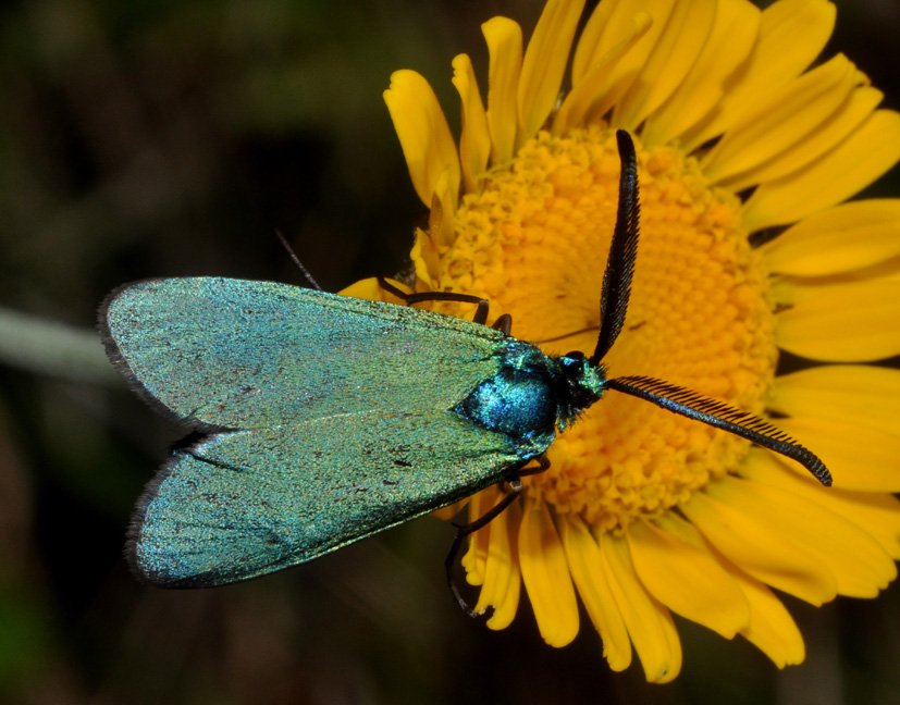 Zygaenidae 2