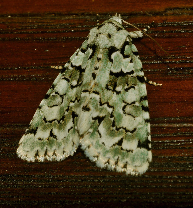 Noctuidae: Nyctobrya muralis?