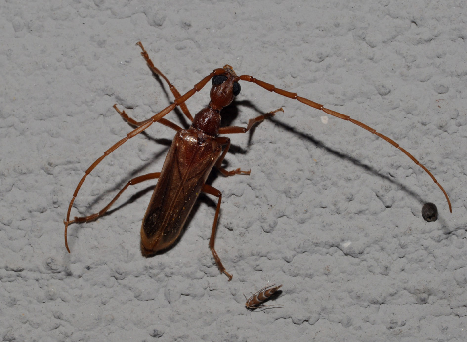 Vesperus luridus