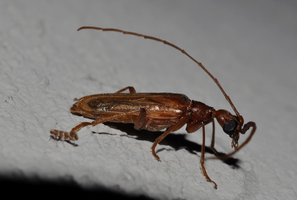 Vesperus luridus