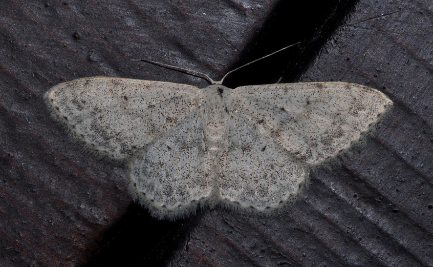 Scopula (Calothysanis) marginepunctata