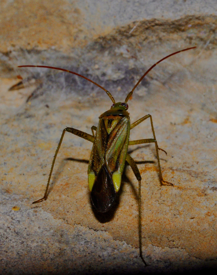 Lygaeidae?