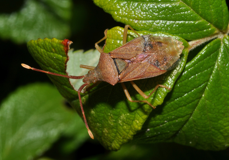 Coreidae: Gonocerus acuteangulatus della Toscana (AR)