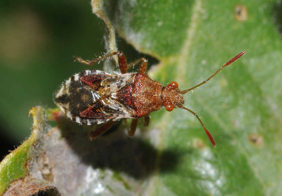 Rhopalidae: Rhopalus subrufus di Toscana (AR)