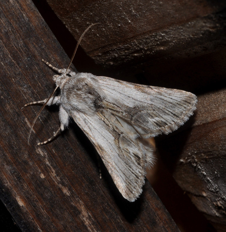Noctuidae...
