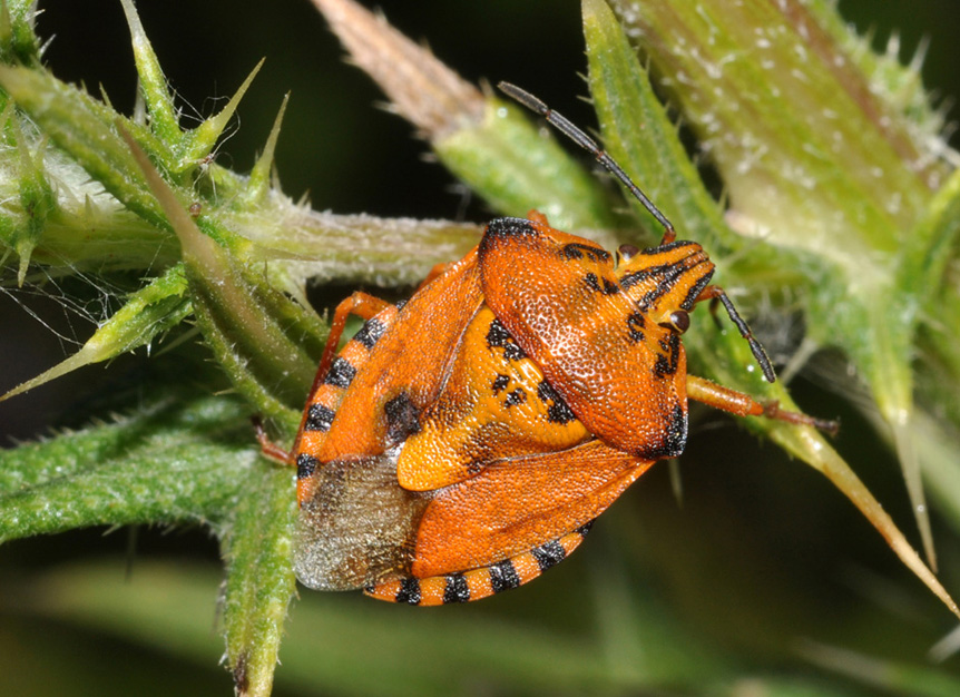 Pentatomidae: Carpocoris pudicus di Cavriglia (AR)