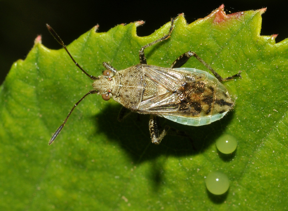 Rhopalidae: Stictopleurus cfr. crassicornis della Toscana