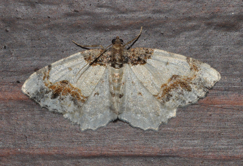Ligdia adustata