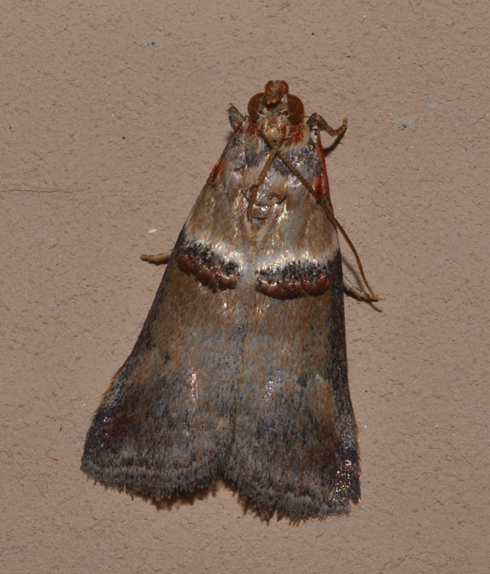 Tortricidae? No, Pyralidae: Acrobasis tumidana