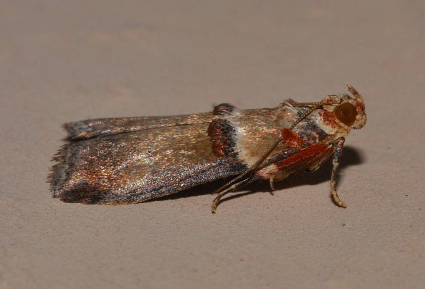 Tortricidae? No, Pyralidae: Acrobasis tumidana