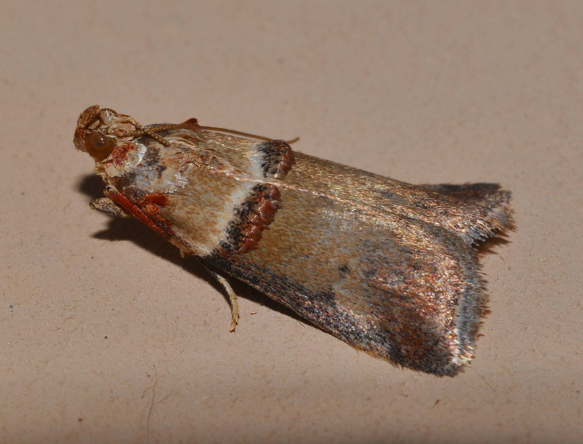 Tortricidae? No, Pyralidae: Acrobasis tumidana
