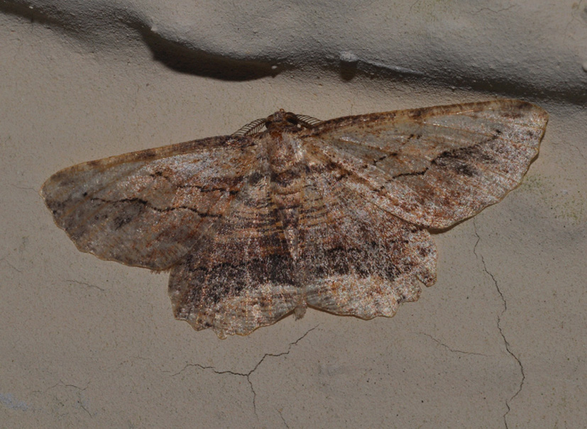 Menophra abruptaria