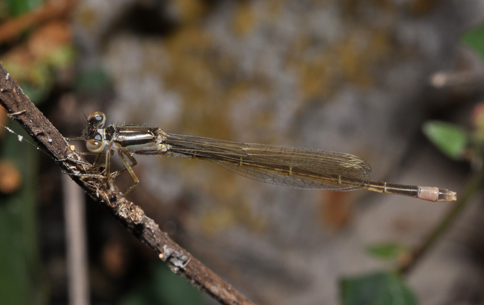 conferma per Ischnura elegans