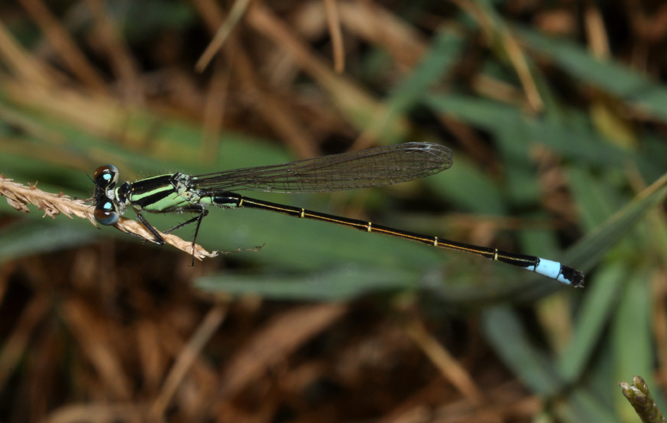 conferma per Ischnura elegans
