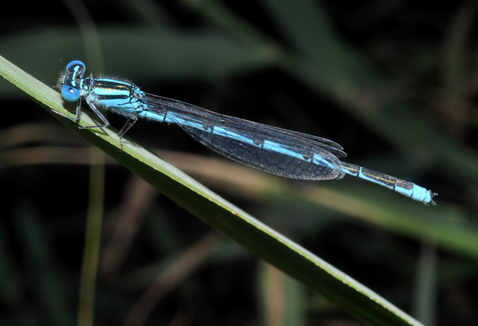 conferma per Erythromma lindenii