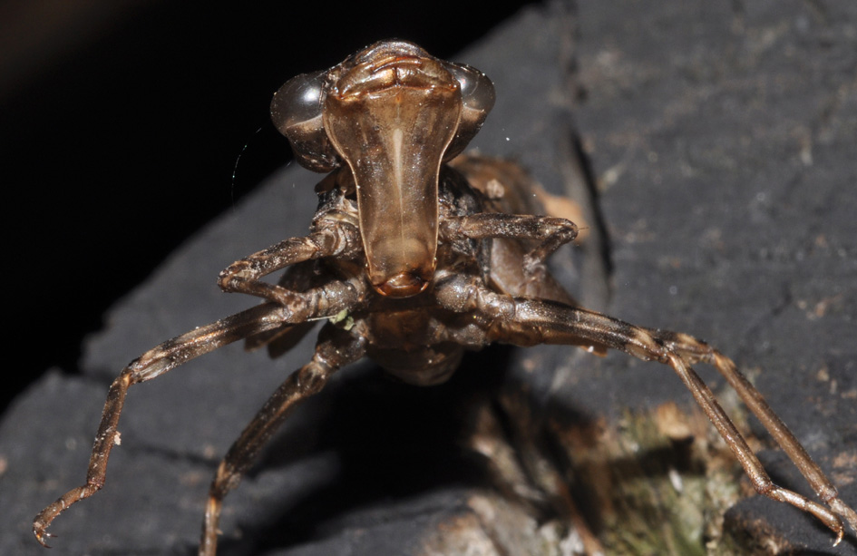 exuvie...(3): Aeshna cyanea