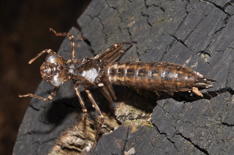 exuvie...(3): Aeshna cyanea
