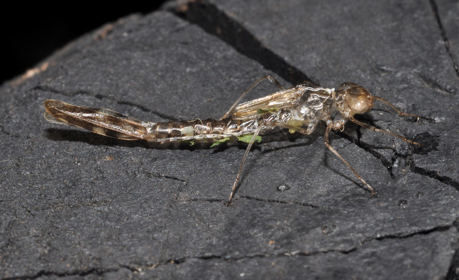 exuvie...(2): Chalcolestes viridis