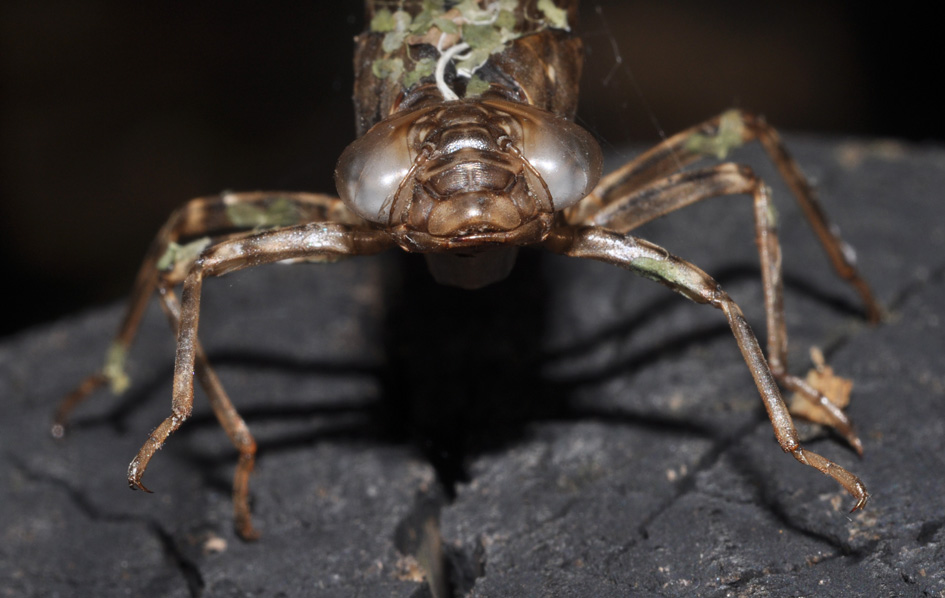 exuvie...(1): Aeshna cyanea