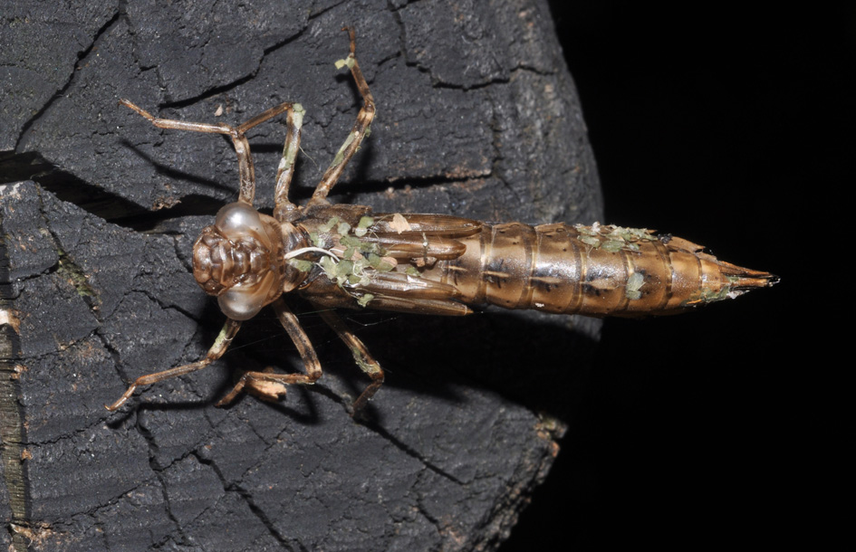 exuvie...(1): Aeshna cyanea