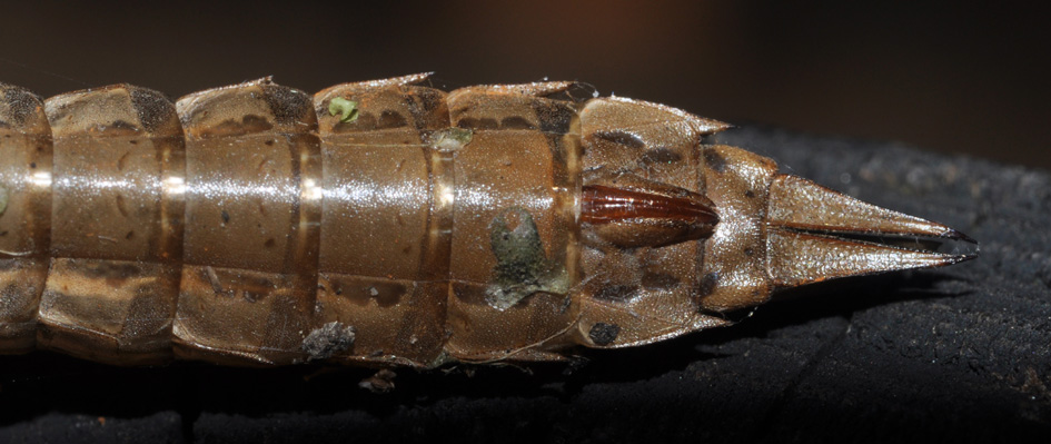 exuvie...(1): Aeshna cyanea
