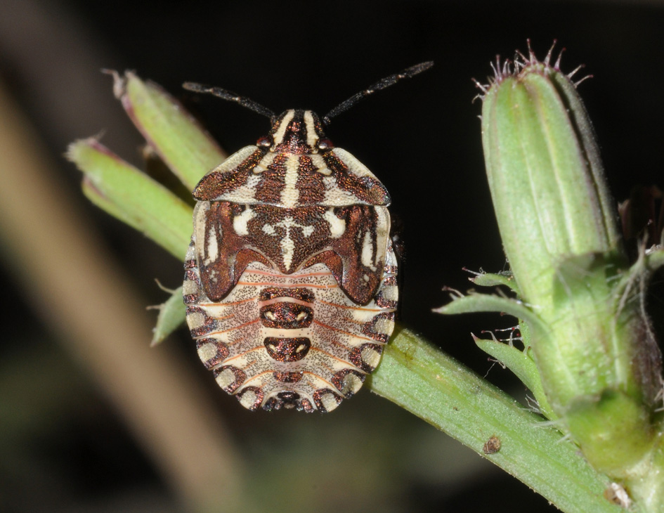 Pentatomidae: Carpocoris sp. (ninfa) della Campania (NA)