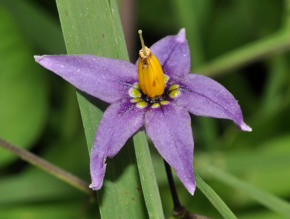 Solanum dulcamara