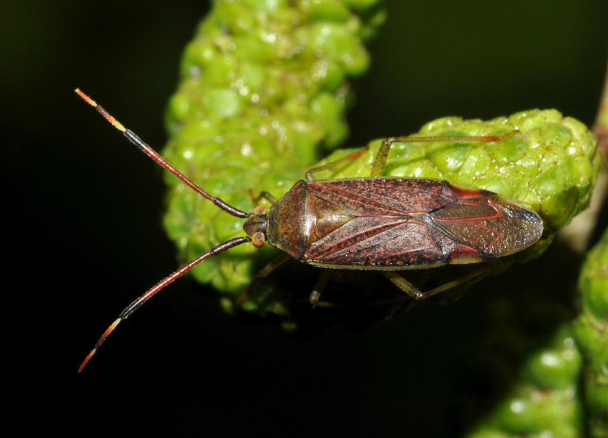 Miridae: Pantilius tunicatus della Lombardia (MI)
