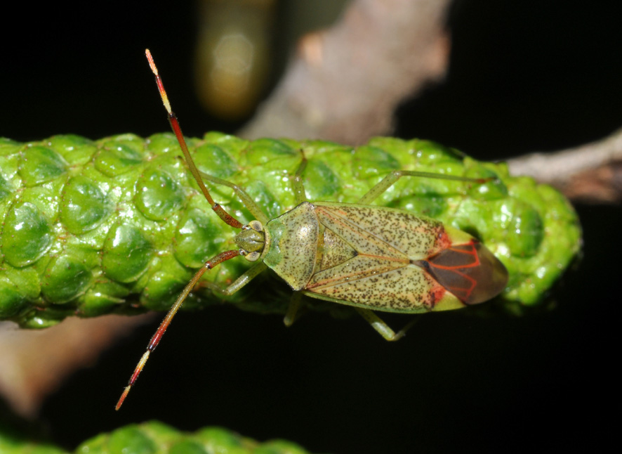 Miridae: Pantilius tunicatus della Lombardia (MI)