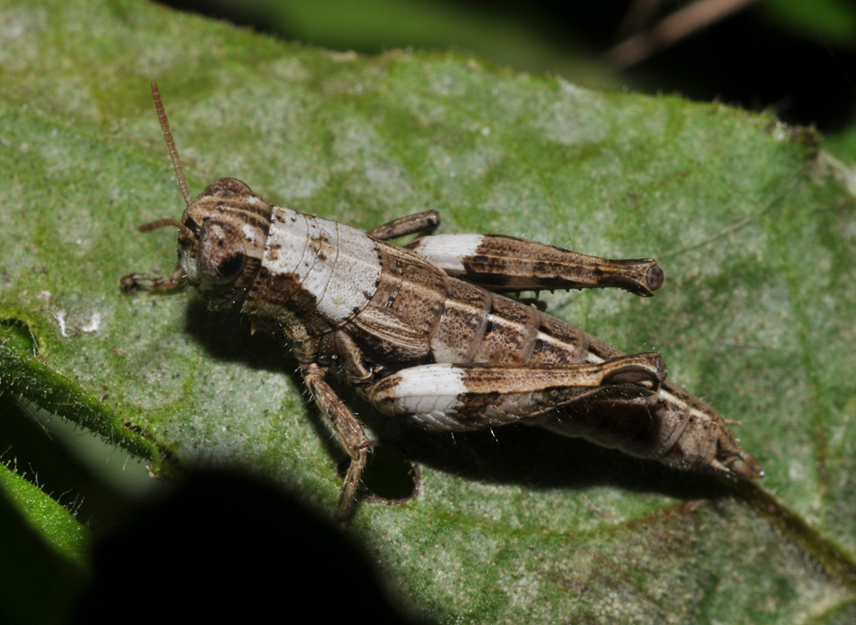 Acrididae: Pezotettix giornae