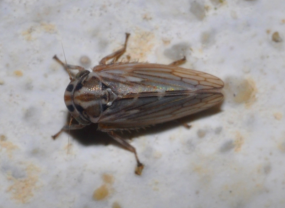 mini Cicadellidae ...Anaceratagallia sp