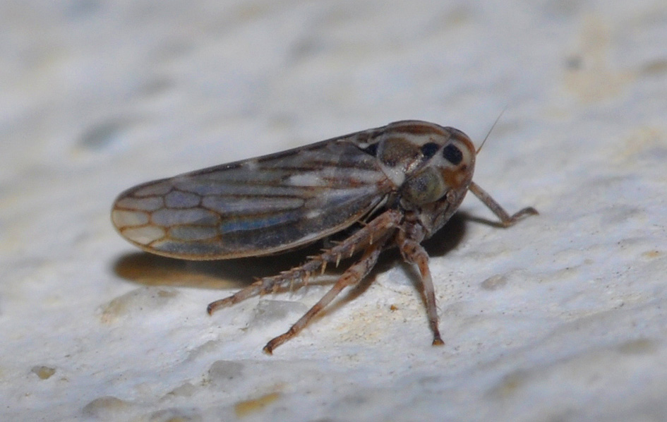 mini Cicadellidae ...Anaceratagallia sp