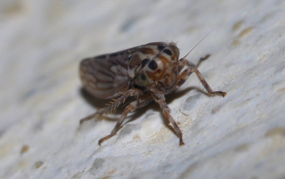 mini Cicadellidae ...Anaceratagallia sp