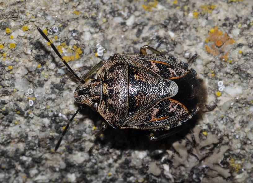 Holcogaster fibulata dalla Toscana