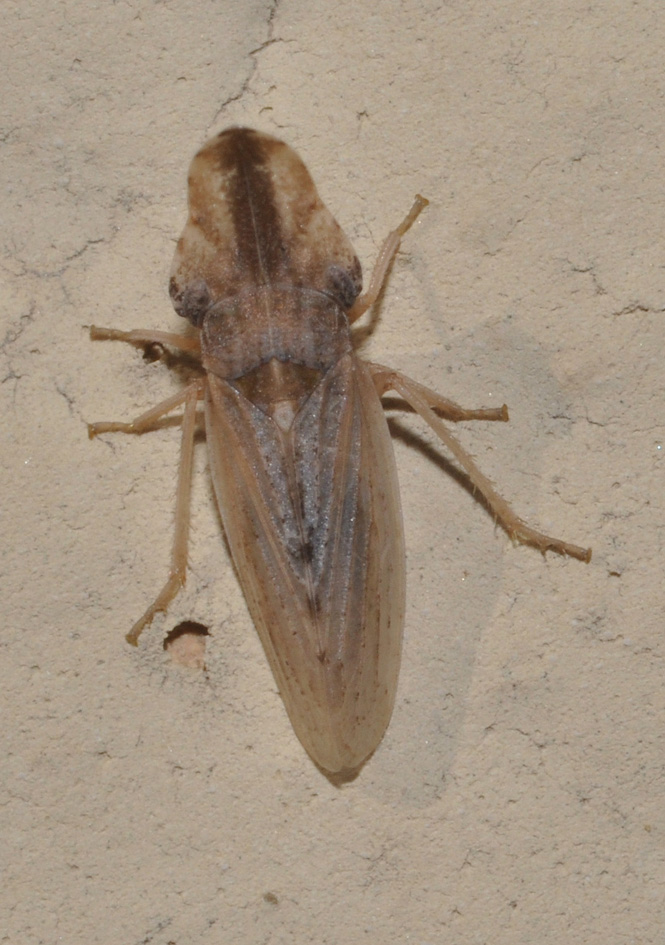 Eupelix cuspidata