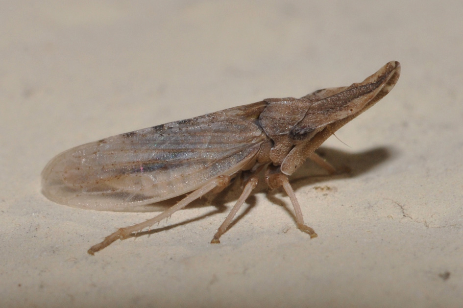 Eupelix cuspidata