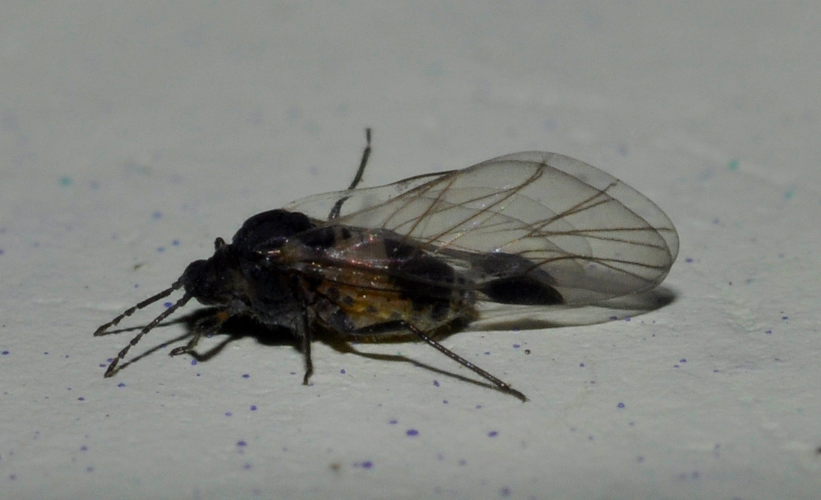 Aphididae alato (Anoecia cornicola?)