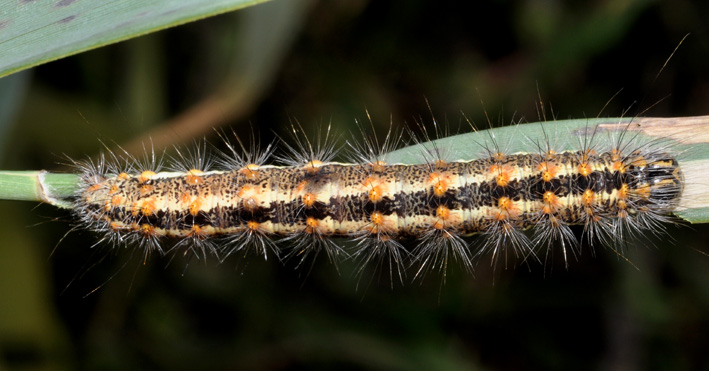 bruco credo possibile da id: Simyra albovenosa - Noctuidae
