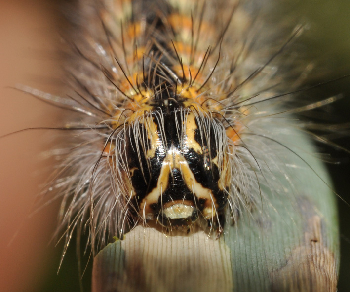 bruco credo possibile da id: Simyra albovenosa - Noctuidae
