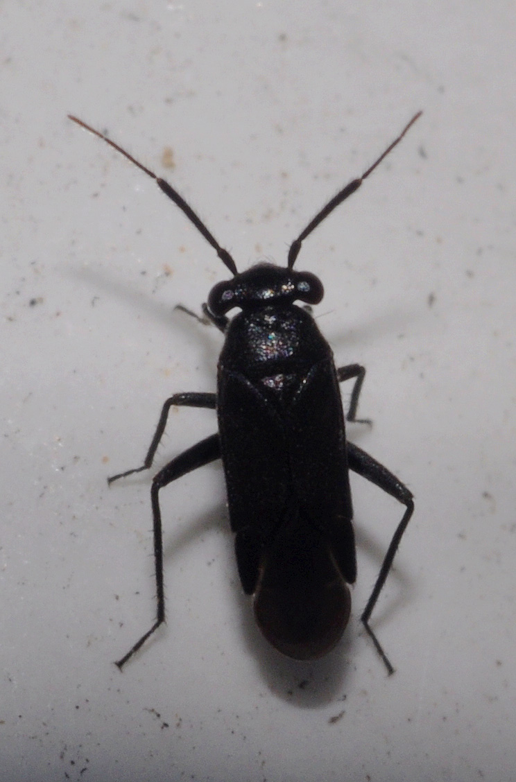 Miridae: Pachytomella parallela della Campania (NA)