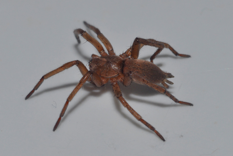 Drassodes sp.