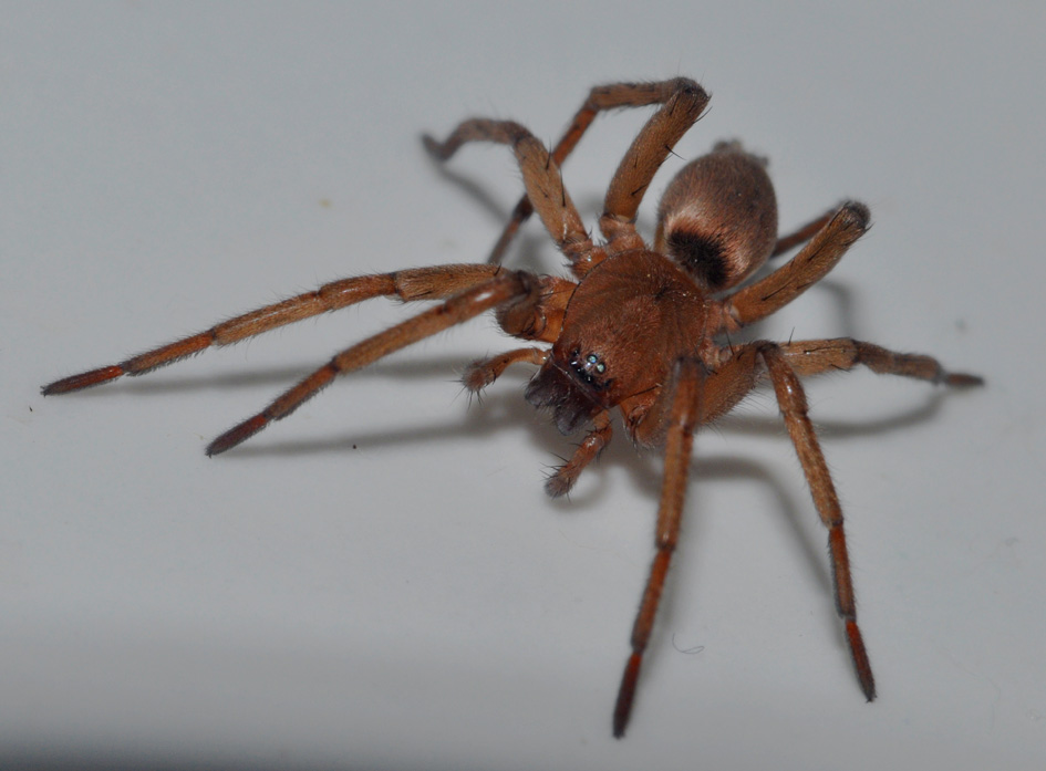 Drassodes sp.