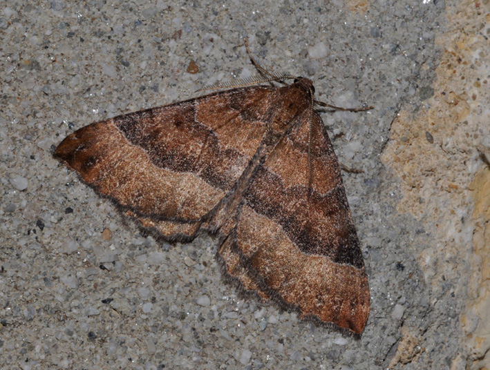Geometridae: Larentia clavaria?