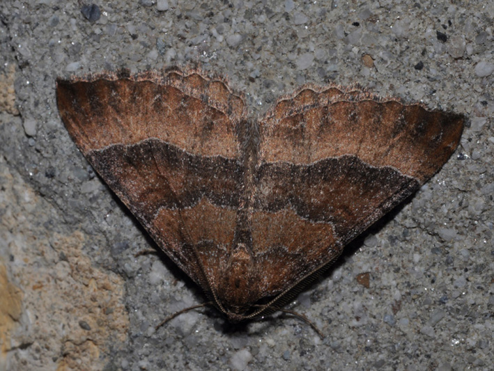 Geometridae: Larentia clavaria?
